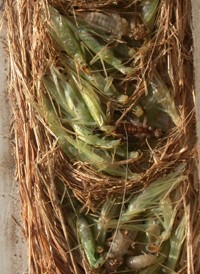 Isodontia mexicana